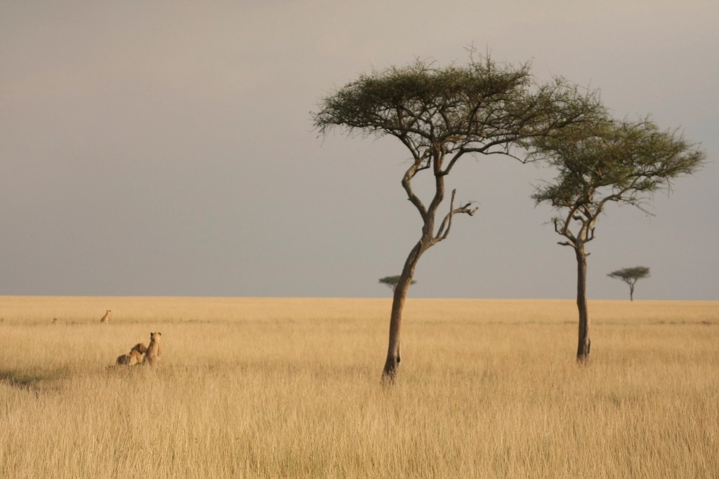 Lions Masai Mara, Kenya